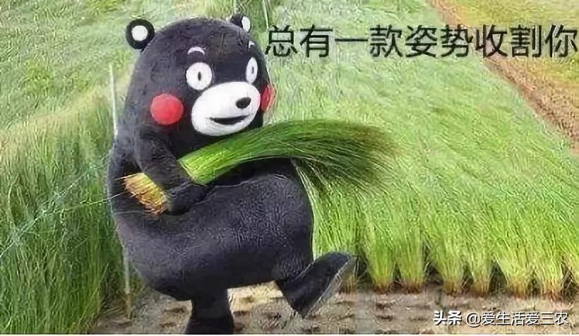 致富经项目(致富经一亩地赚40万)