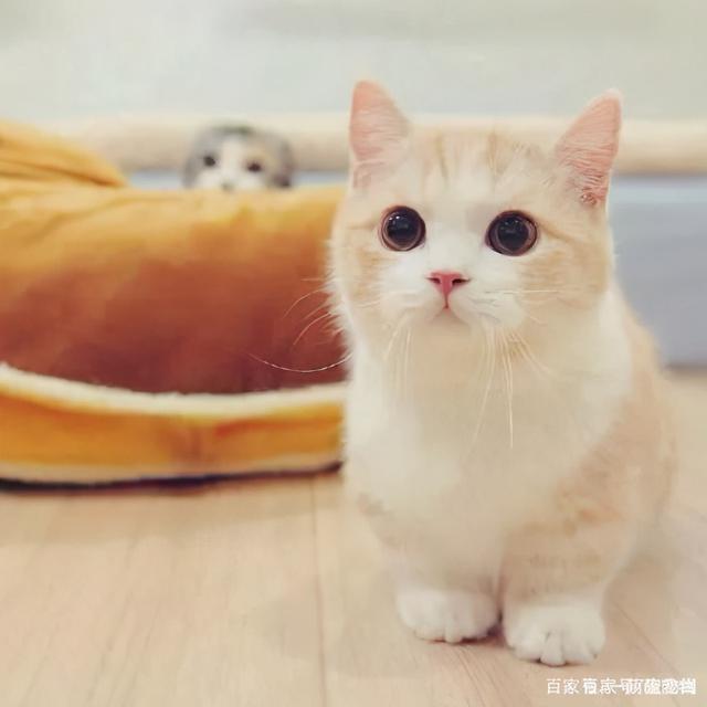 矮脚猫基因缺陷，矮脚猫为什么不能养（矮脚猫是基因缺陷吗）