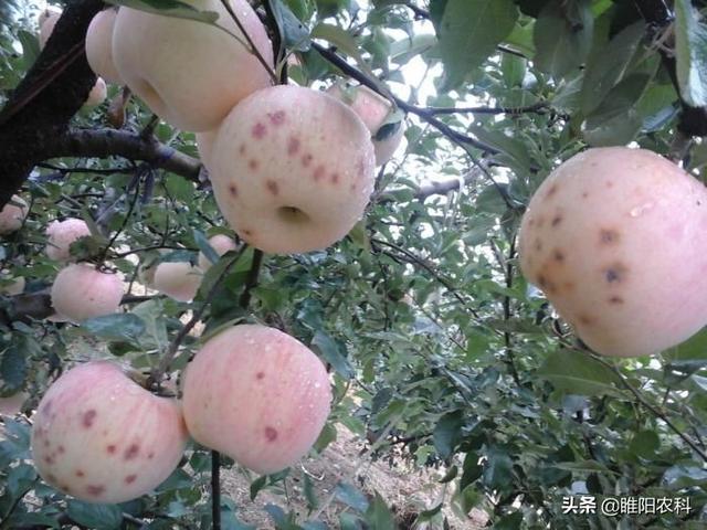 醇醚是什么，乙醇醚是什么（这个最火的杀菌剂配方能治100多种病害）