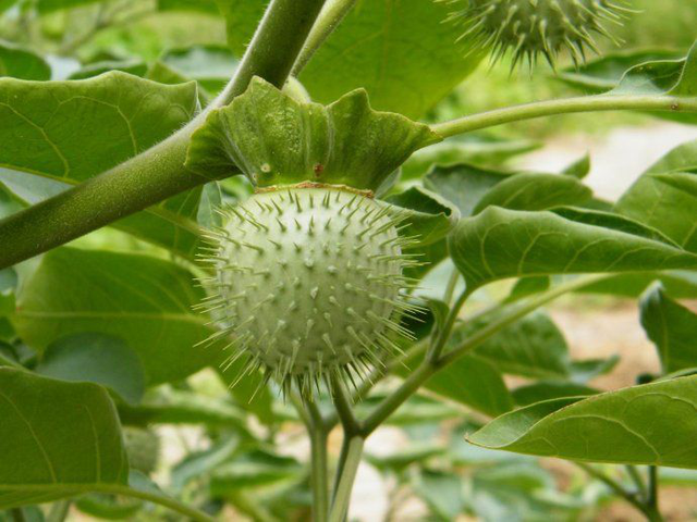 曼陀罗子的功效与作用，毛曼陀罗花的功效与作用（小时候当玩具玩的这个植物竟然有毒）