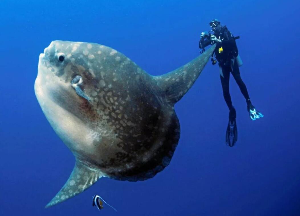 翻车鱼奇葩的一生(翻车鱼一次产卵3亿枚)