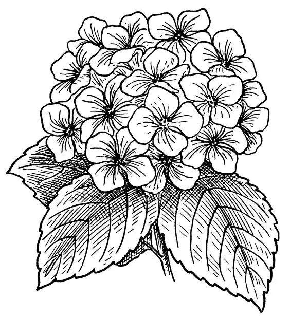 简单的花怎么画，如何画小花花简笔画（一朵花，简单的几笔就可以了）