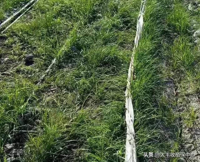 关于香附子介绍，香附子是香附（这草是世界十大恶性杂草之首）