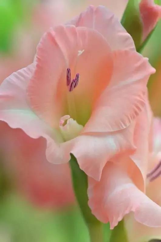 世界上有多少种花，世界上有多少种花?分别是什么（100幅美丽的花儿，赏心悦目）