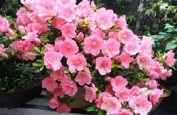 杜鹃花的养殖方法和注意事项，注意“4件事”