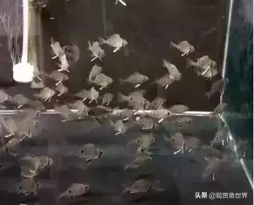 怎样分月光鱼的公母,热带鱼月光如何区分公母(浅谈黄腹月亮宝石及选购、饲养和繁殖心得经验) 怎样分月光鱼的公母,热带鱼月光如何区分公母(浅谈黄腹月亮宝石及选购、饲养和繁殖心得经验)