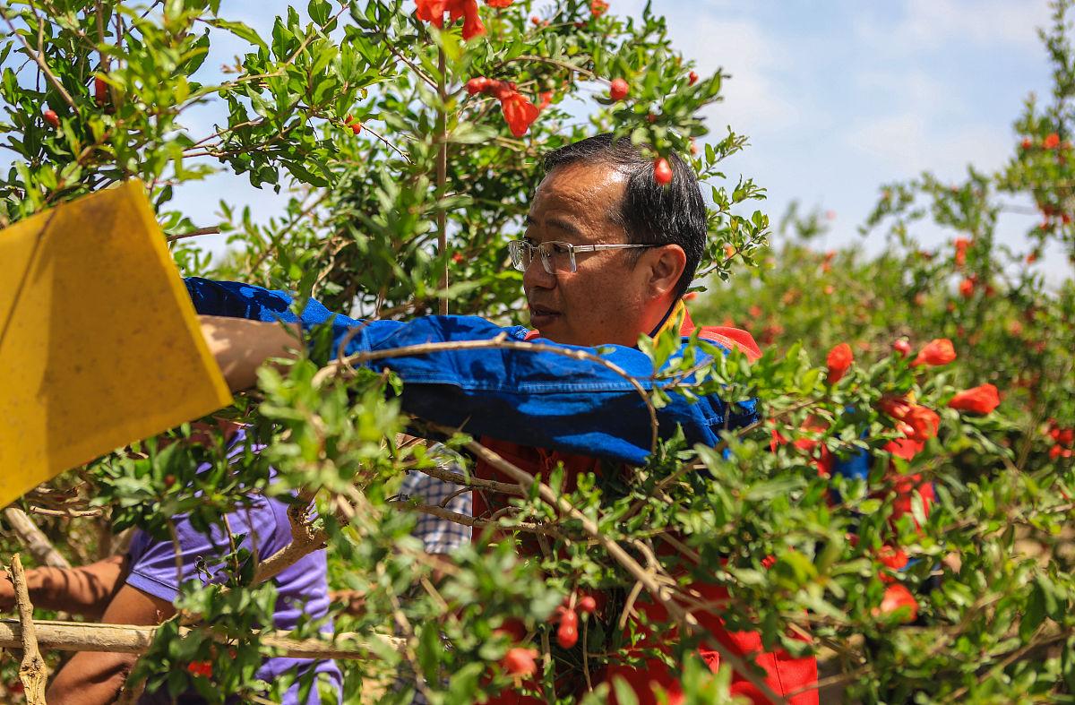 石榴树怎样剪枝，石榴树的剪枝方法（掌握4点方法，株型漂亮结果多）