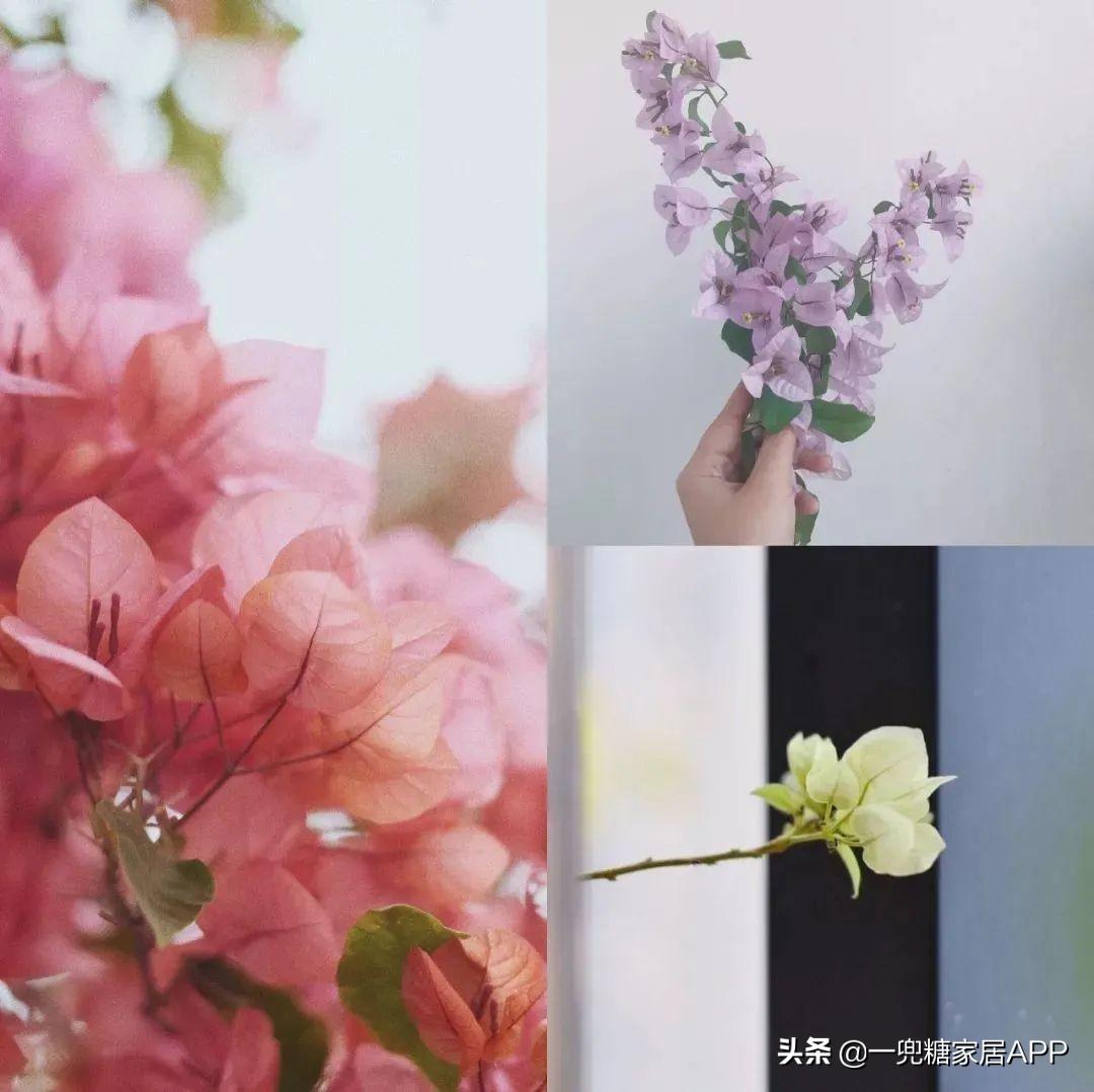 淘宝网花店(淘宝商城花卉市场)