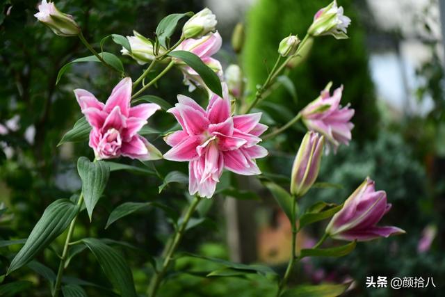 百合几月份开花，百合花什么时候开花（盛开在初夏的橙色花园）