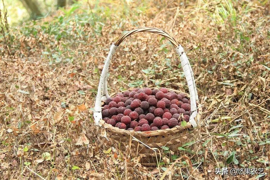 杨梅收获的季节(三月份的杨梅)-柯彬网