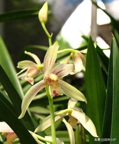 什么兰花最值钱，名贵兰花品种（全球十大名贵兰花品种）