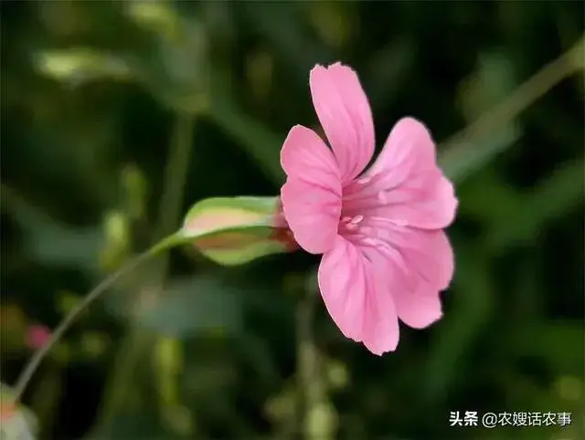 麦蓝菜可以吃吗，麦蓝菜可以吃吗（生长在麦田地里的这种野草）