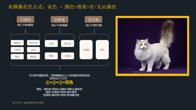 如何挑选布偶猫幼猫，简单几招学会挑选心仪的布偶猫