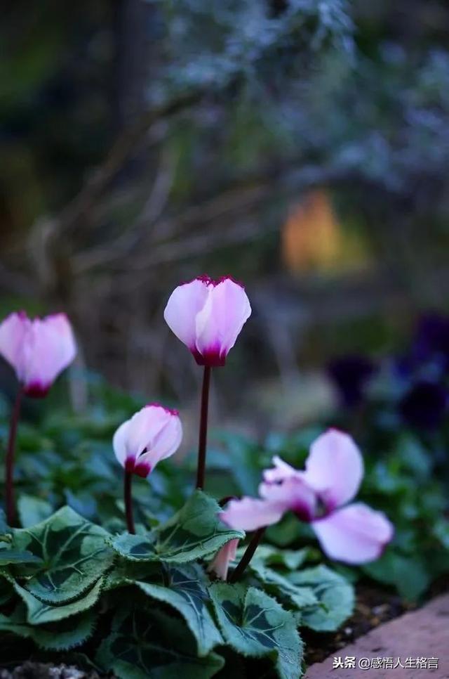 七色堇花语是什么，七色堇花语和传说（这些奇花异草太美了）