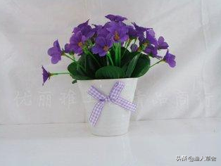 紫罗兰花语寓意，今年情人节送什么花（黄色紫罗兰花语寓意）