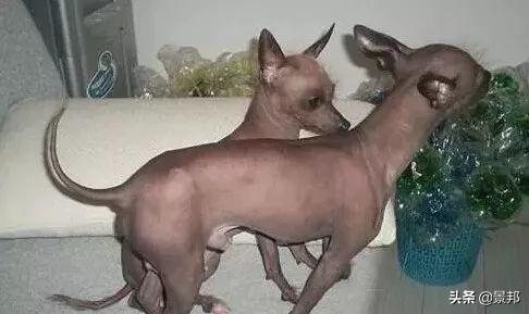 最丑的狗，全球最丑的十大狗狗排名（最丑的狗的品种）