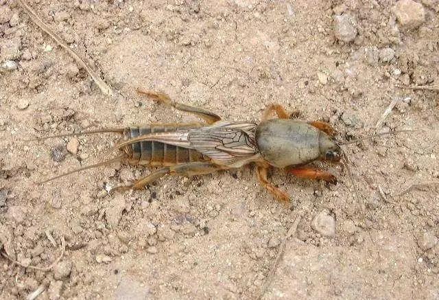 喇蛄的功效与作用，喇蛄的功效与作用图片（殊不知它却是一味中药材）