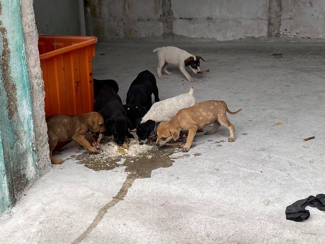 轰轰烈烈的动物，欲钱买轰轰烈烈的生肖（垂钓爱好者遇上流浪黑狗）