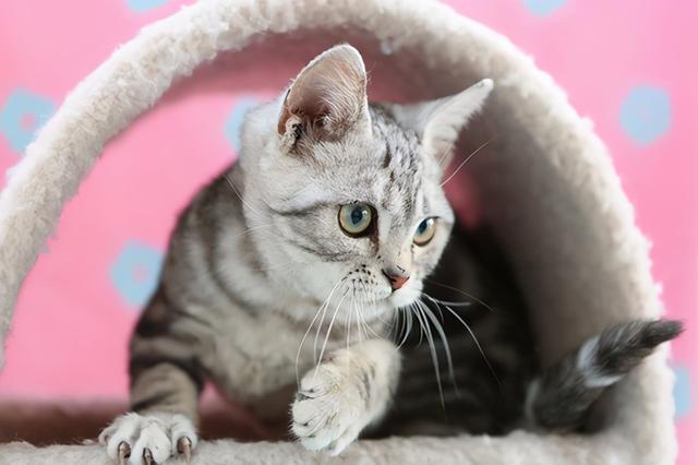 美短（美短猫图片），一定不能错过美国短毛猫（美短猫大全）