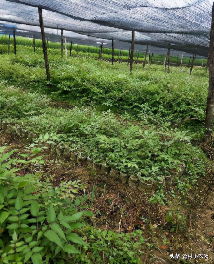 农村种植致富项目(种植项目)