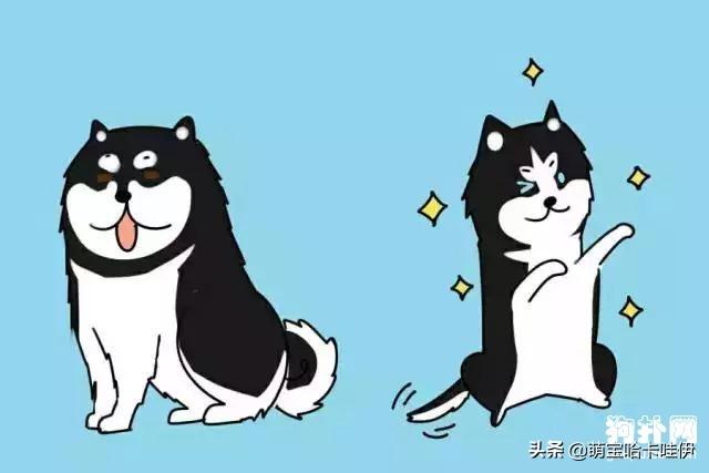 阿拉斯加犬和哈士奇，阿拉斯加犬跟哈士奇（阿拉斯加犬舍）