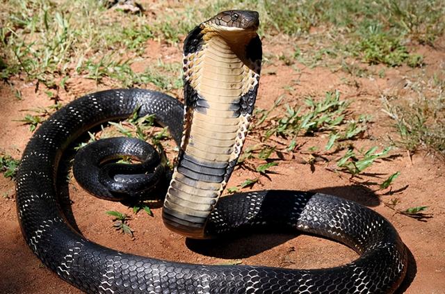 世界上最长的蛇，世界上最长的蛇有多少米（世界上现存最大的蛇是什么）
