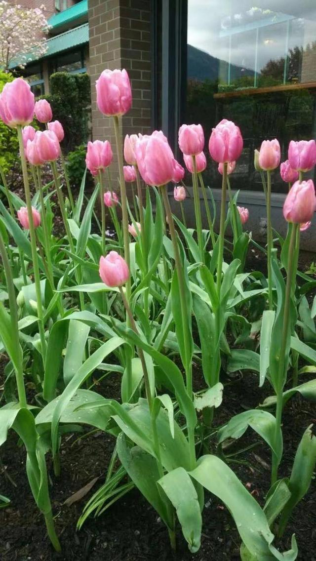 百合花的根如何保存，百合花的球根怎么保存（保证幼苗分化来年继续开花）