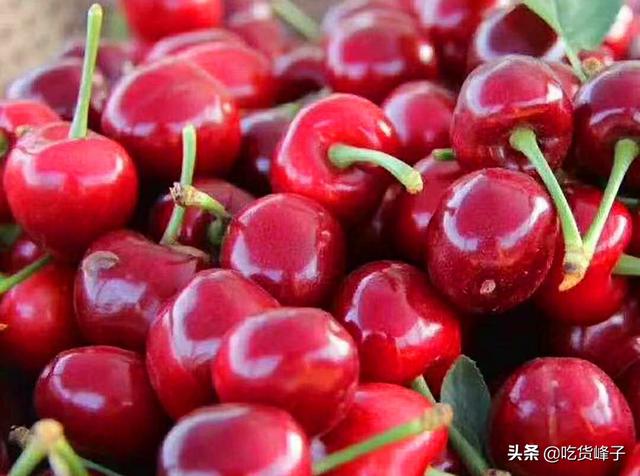 车厘子和樱桃的区别，车厘子和樱桃是同一种水果吗（车厘子和樱桃到底有何区别）