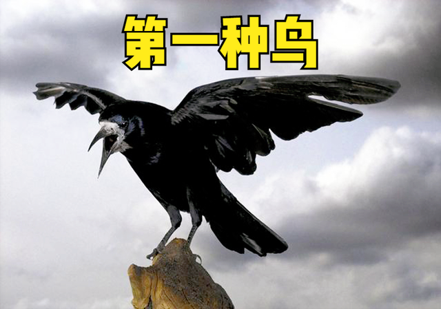 鹦鹉飞进家里预示什么，鹦鹉入宅预示（俗语“两鸟进宅）