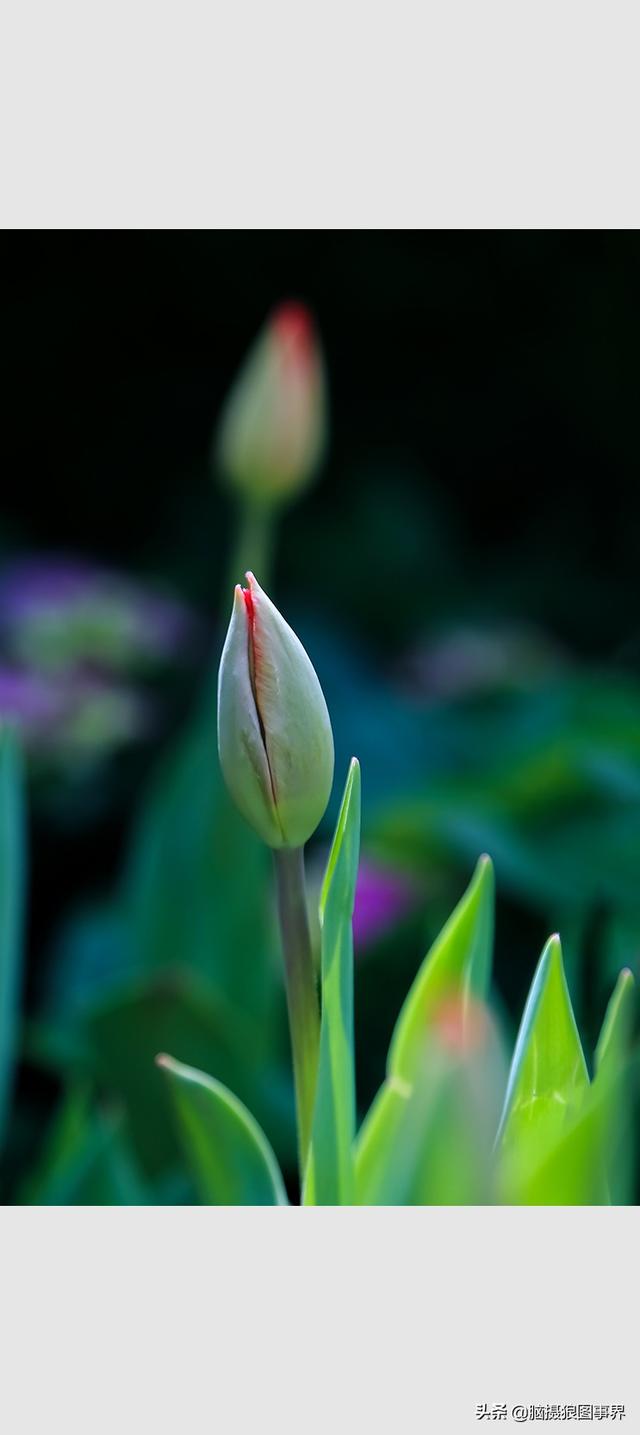 郁金香图片大全，郁金香种类图片（实拍18张郁金香花蕾照）