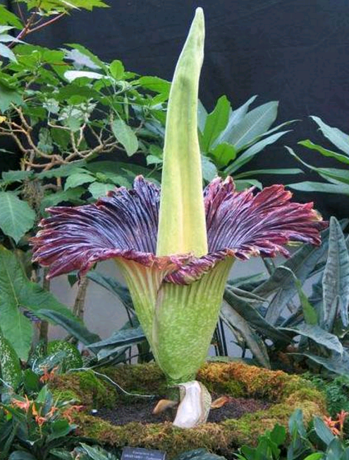 世界上奇怪的植物介绍图片