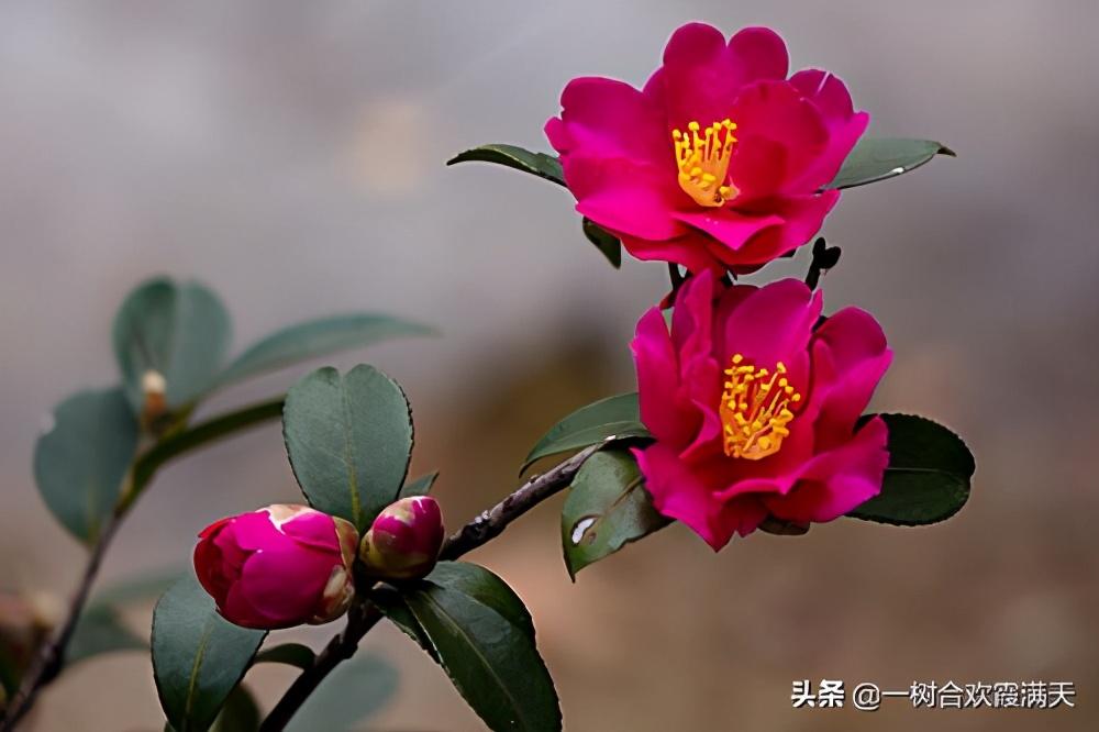 山茶花水粉画步骤，一步一步教我画山茶花水粉教程