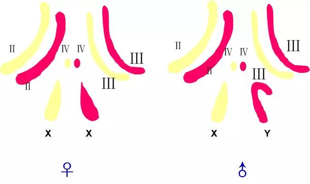 染色体结构变异的四种类型，如何预防染色体错误现象（染色体变异专题详解，学起来）