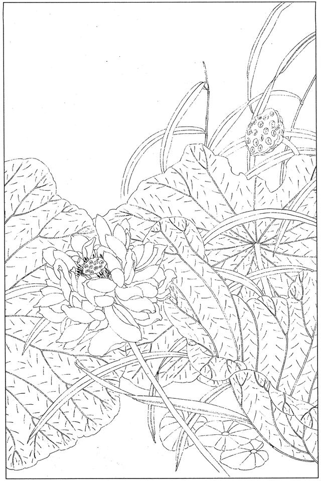 工笔荷花白描，高清工笔荷花白描 110幅