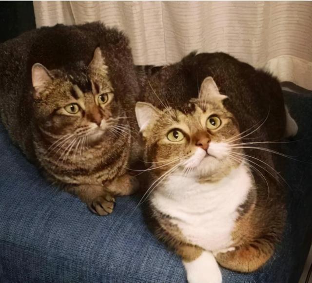 吸猫什么意思，女人说可以吸猫什么意思（吸猫体质之所以“招猫”喜欢）