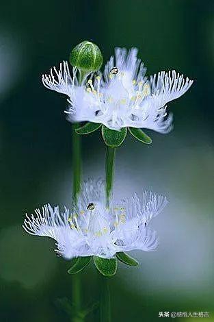 七色堇花语是什么，七色堇花语和传说（这些奇花异草太美了）