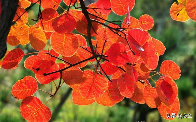 常绿树有哪些，庭院常青树有哪些（常见的秋色叶树种有哪些）