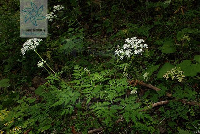 本草图经作者是谁，《本草图经》的作者（芎藭 蘼蕪 藁本）
