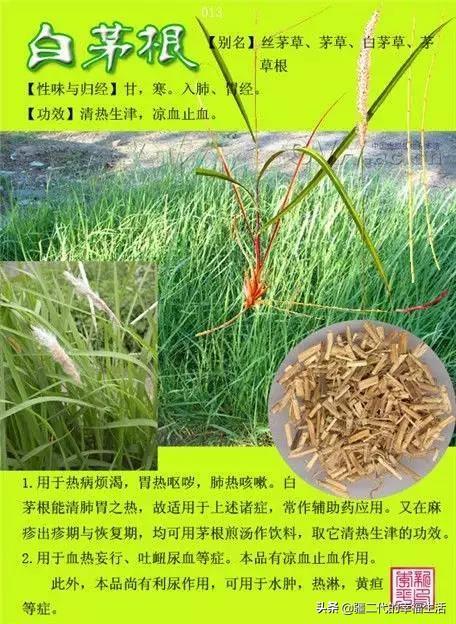 常见中草药图谱，中草药经典图谱（让你知道常用药都长啥样）