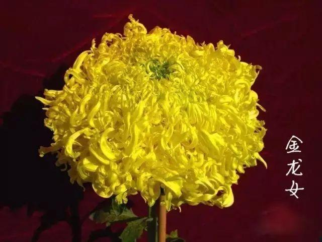 世界最美菊花80种太美了，金秋十月赏菊花——世界最美菊花80种送给您