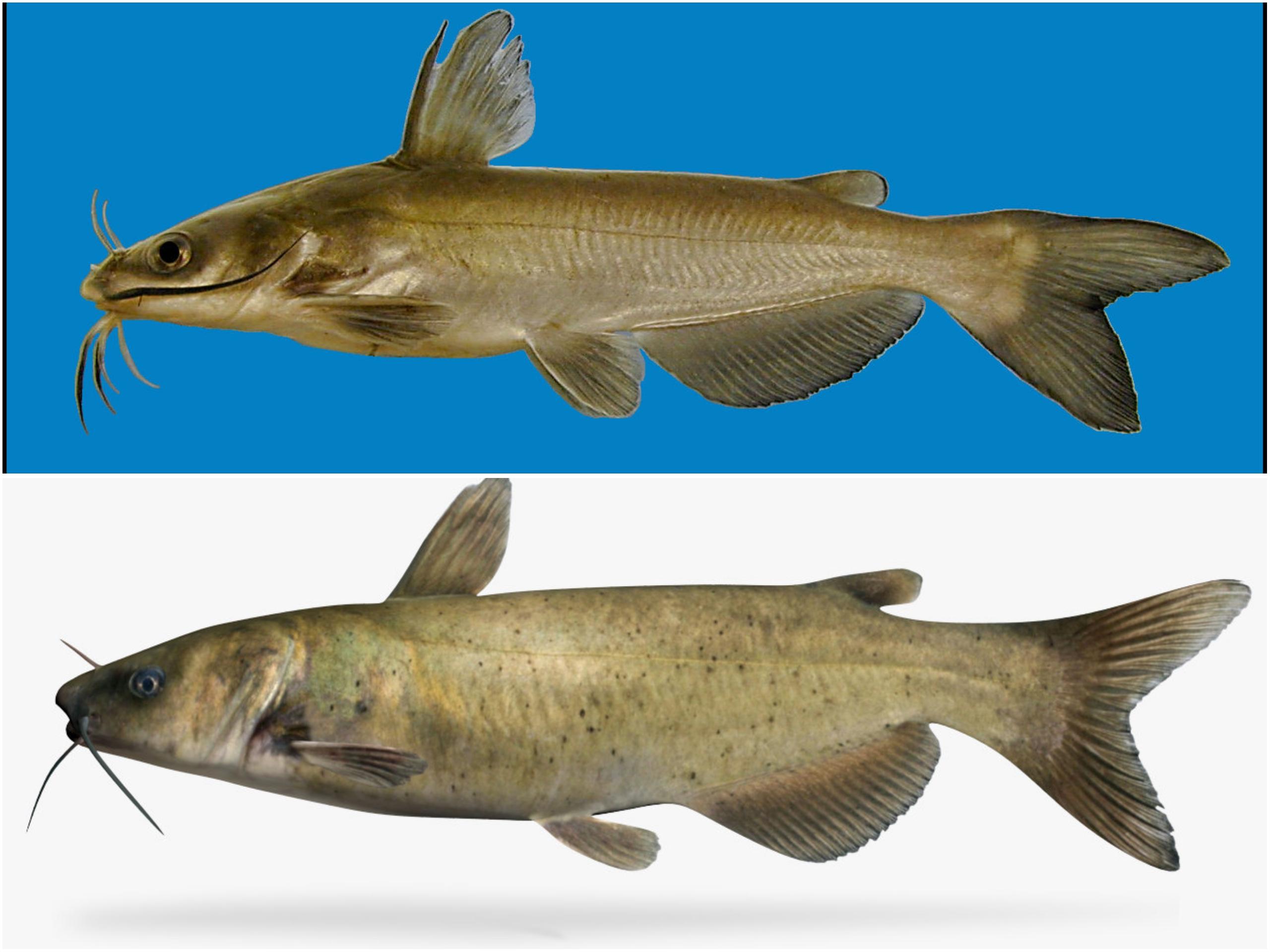 叉尾鮰鱼(特种水产)