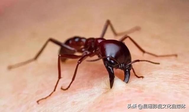 亚马逊热带雨林的危险动物，热带雨林有什么危险的动物（世界上最危险的亚马逊丛林）