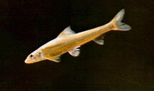 淡水观赏鱼种类，淡水观赏鱼的种类大全！（中国淡水观赏鱼图集<一>）