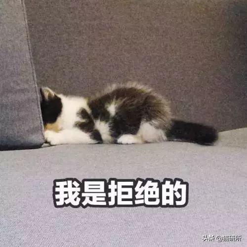 怎样防止母猫转移小猫，怎么阻止母猫叼走小猫（如何正确阻止猫咪干扰工作）