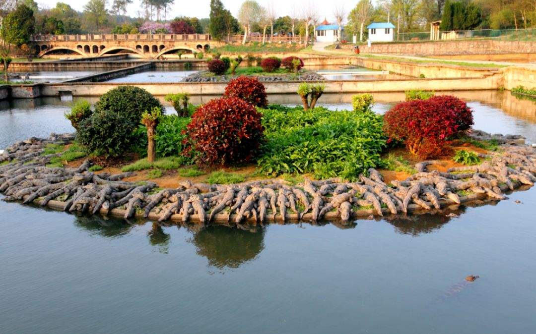 安徽扬子鳄景区