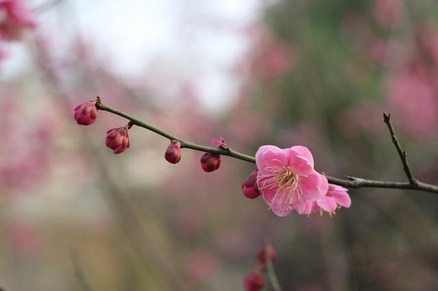子将安之是什么意思，子将安之的安什么意思（与其抱怨生活，不如改变自己）