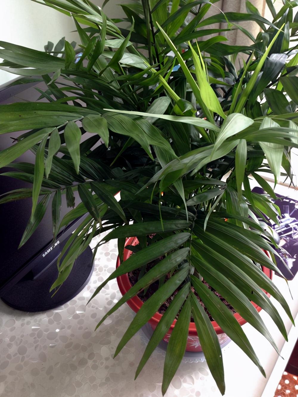 袖珍椰子，袖珍椰子绿油油的（袖珍椰子夏天多久浇一次水）