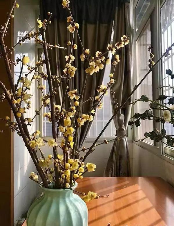 银柳干养好还是水培好,摆在家里能开3个月! - 玉三网