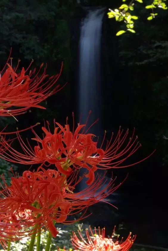 彼岸花，微信头像，彼岸花（48张彼岸花图，真是美极了）