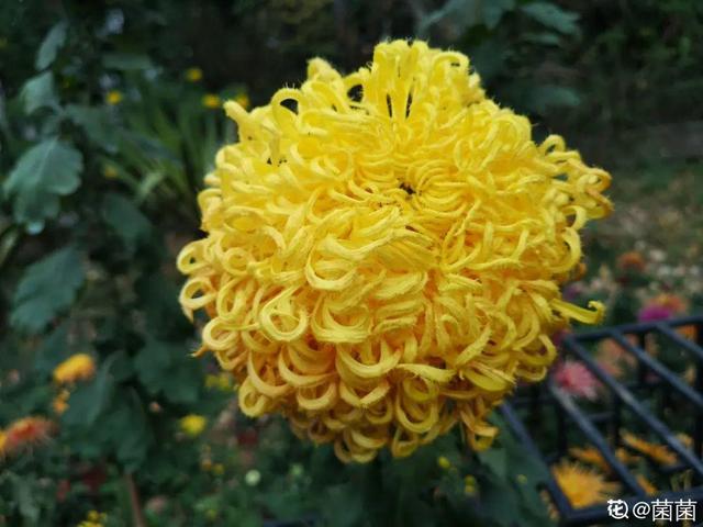 香草兰花怎么养，香兰草怎么种植（屋里养盆“香水花”）